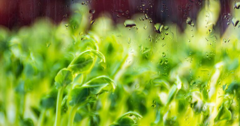 Atmospheric Water in Agriculture: A Solution for Water Scarcity